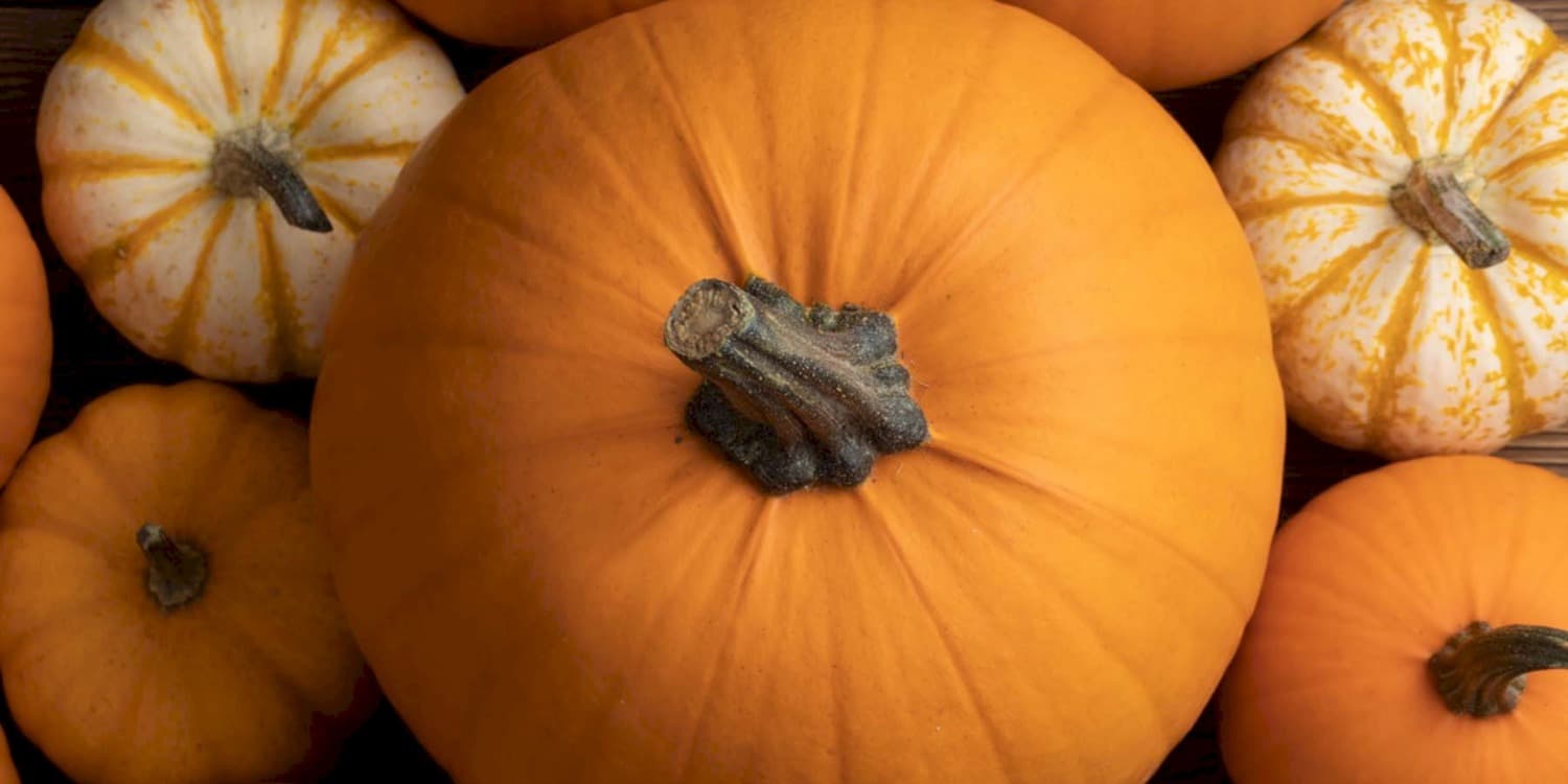 Sustainable Telluride: Free Pumpkin Composting — featured image