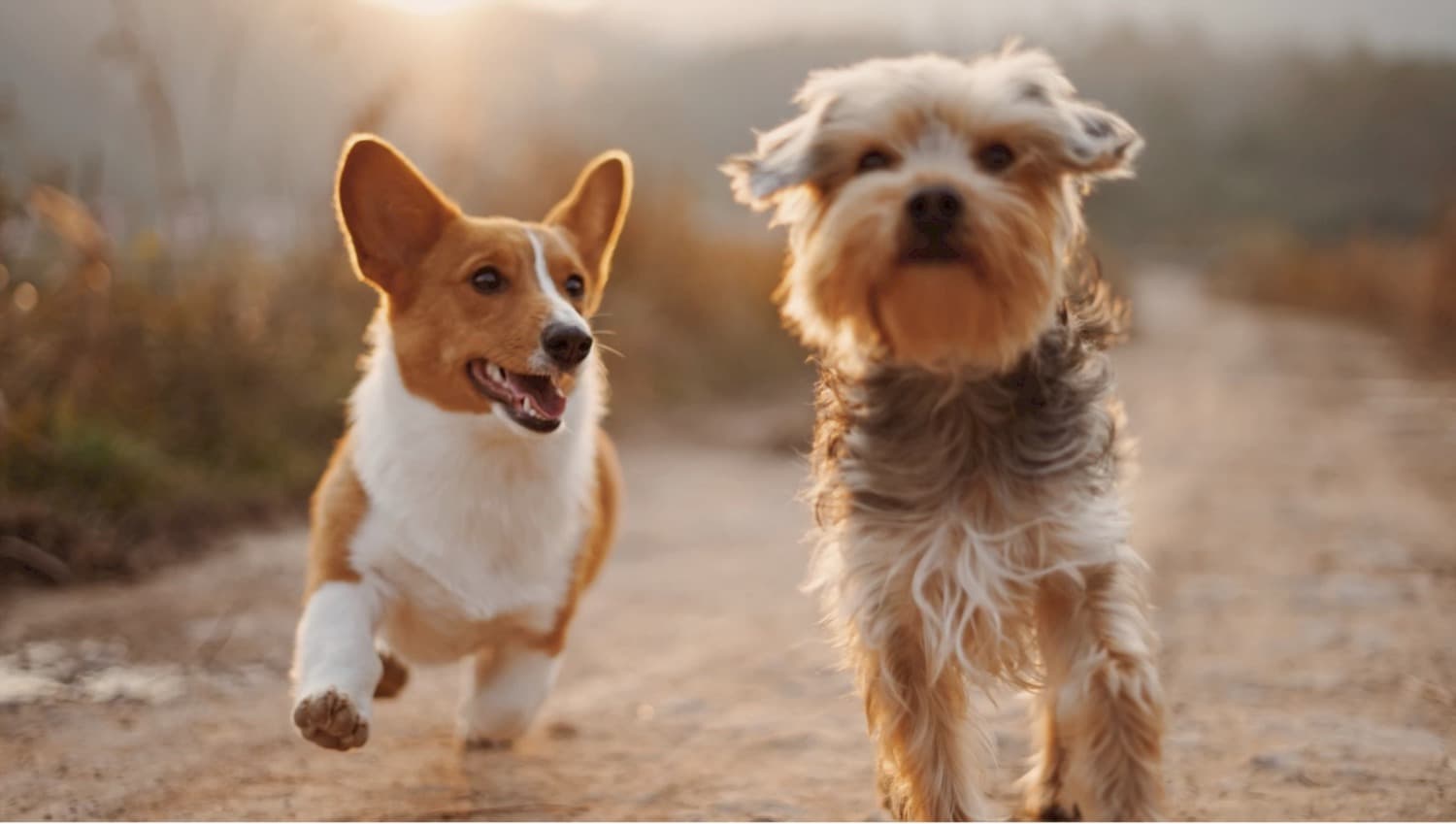 Join Mountain Rose Realty and Telluride Humane Society for Puppies & Playtime in Mountain Village! — featured image
