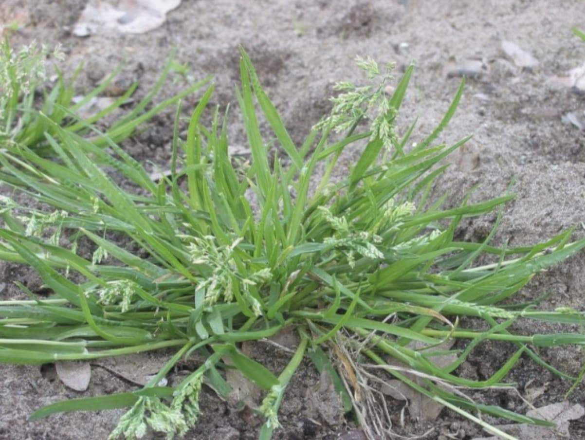 Telluride Town digs deeper into landscaping ordinance: Proposal allows non-native plants, excludes invasive species — featured image