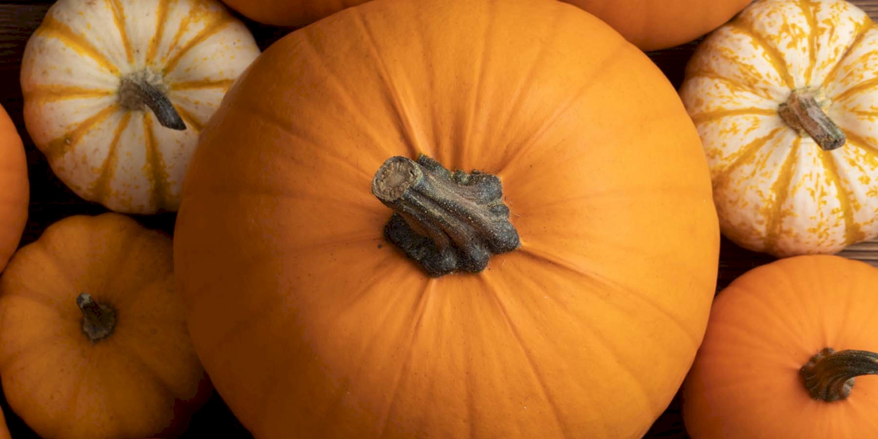 Sustainable Telluride: Free Pumpkin Composting — photo 1